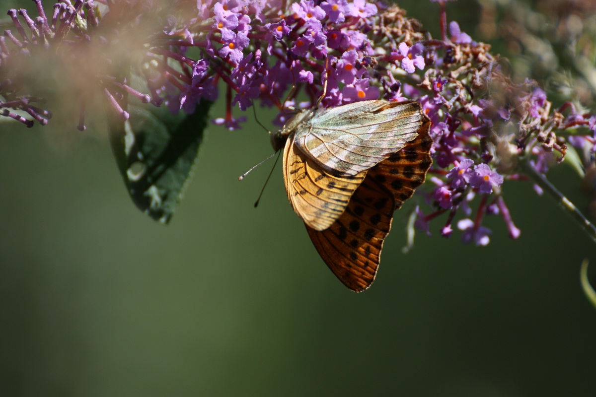 butterflies all'Abetone