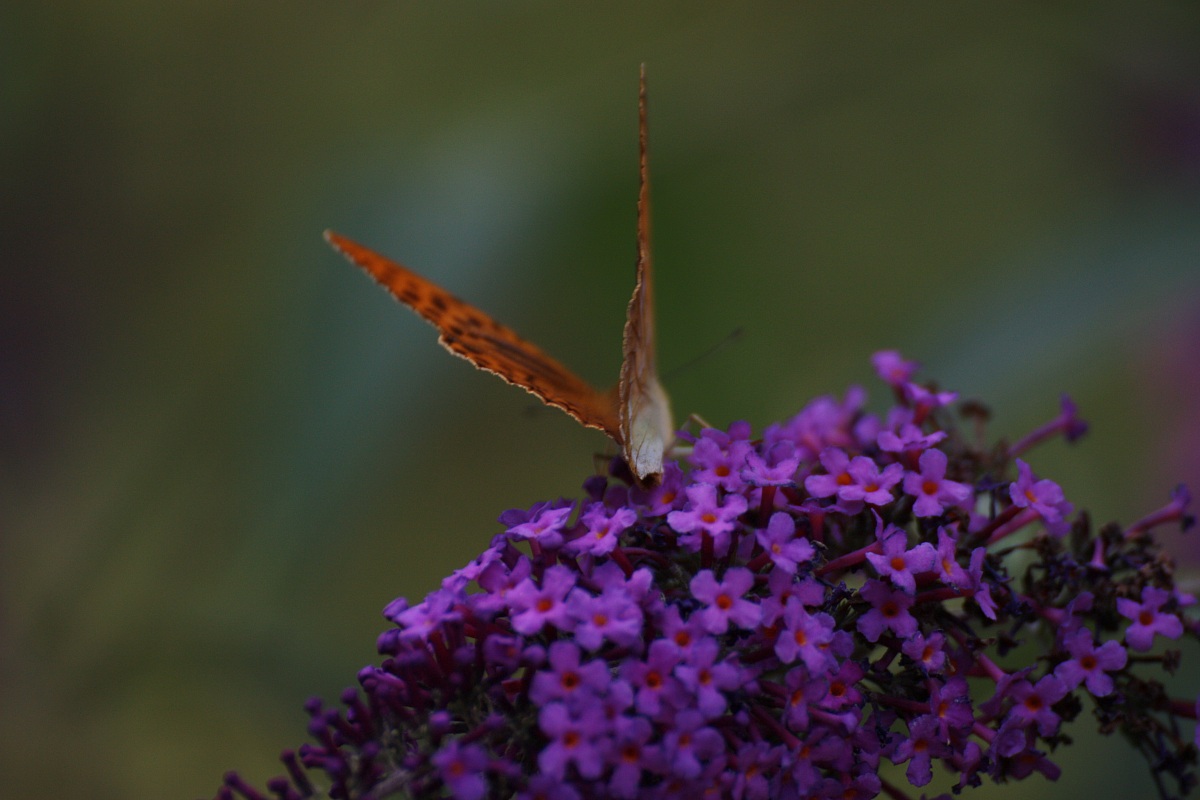 butterflies all'Abetone