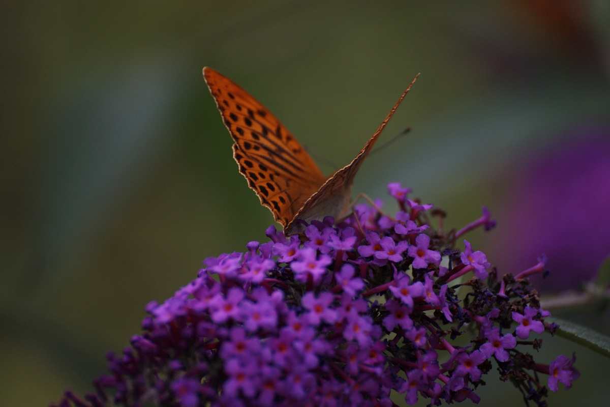 butterflies all'Abetone