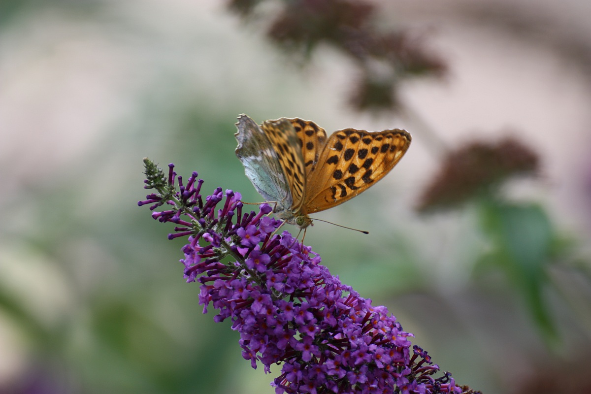 butterflies all'Abetone