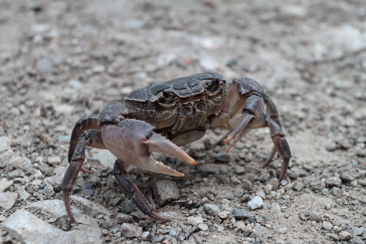granchio di terra