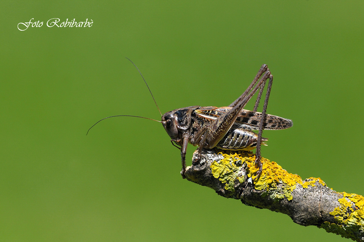 Cavalletta ... sui.. licheni....