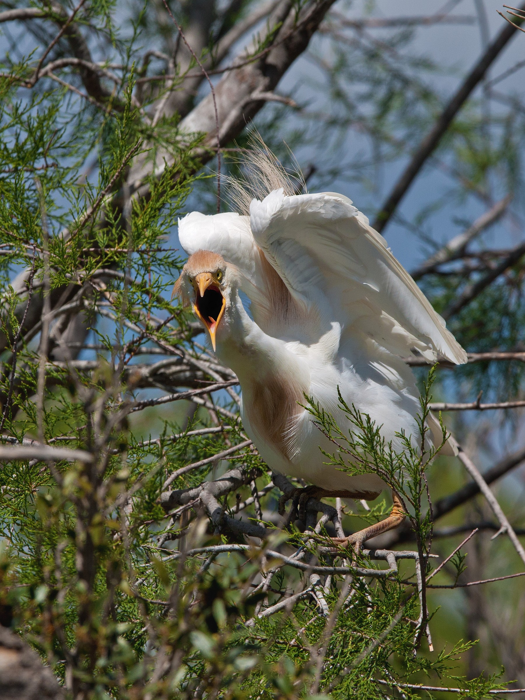 Egret angry