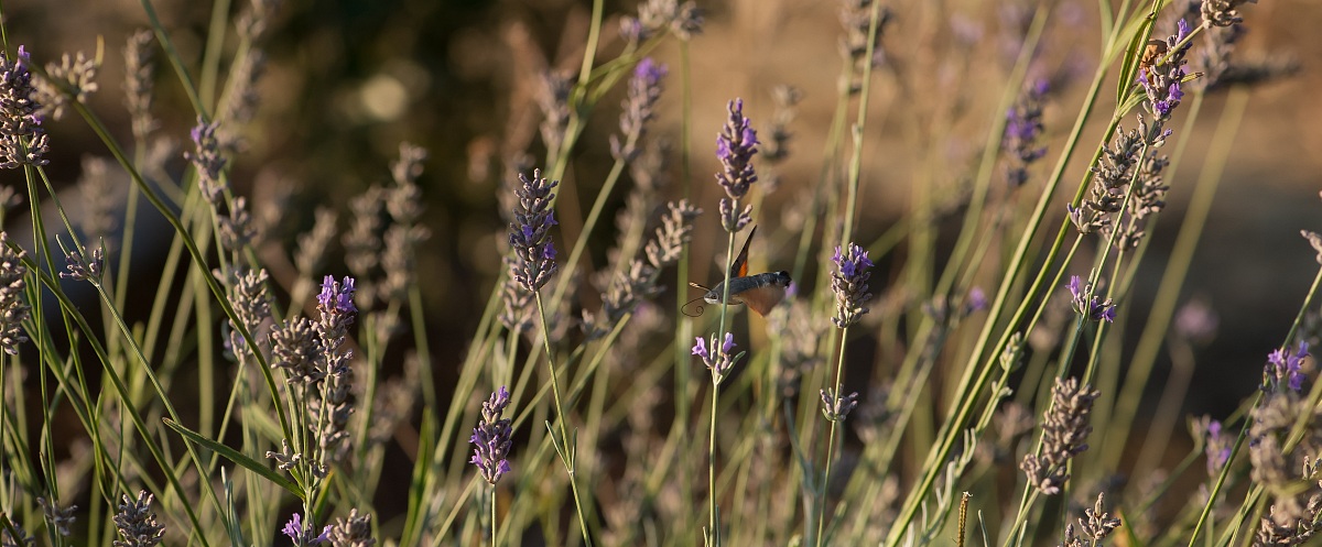 Butterfly Hummingbird in a hurry