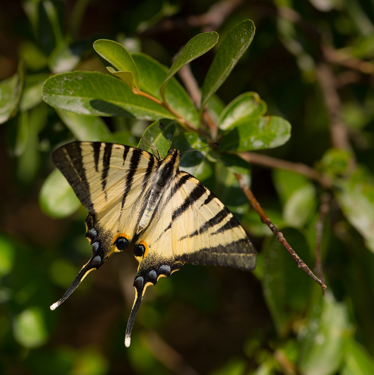 Papilio Alexanor?