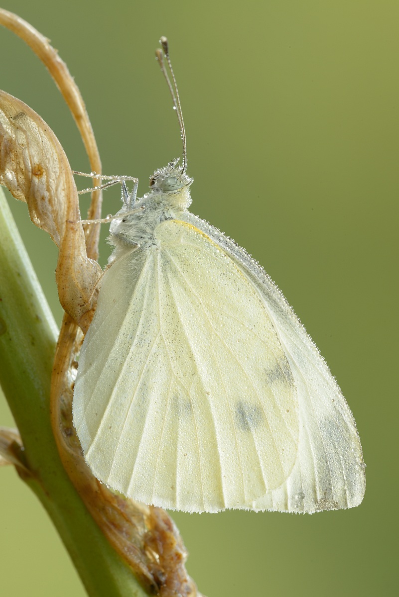 pieris brassicae