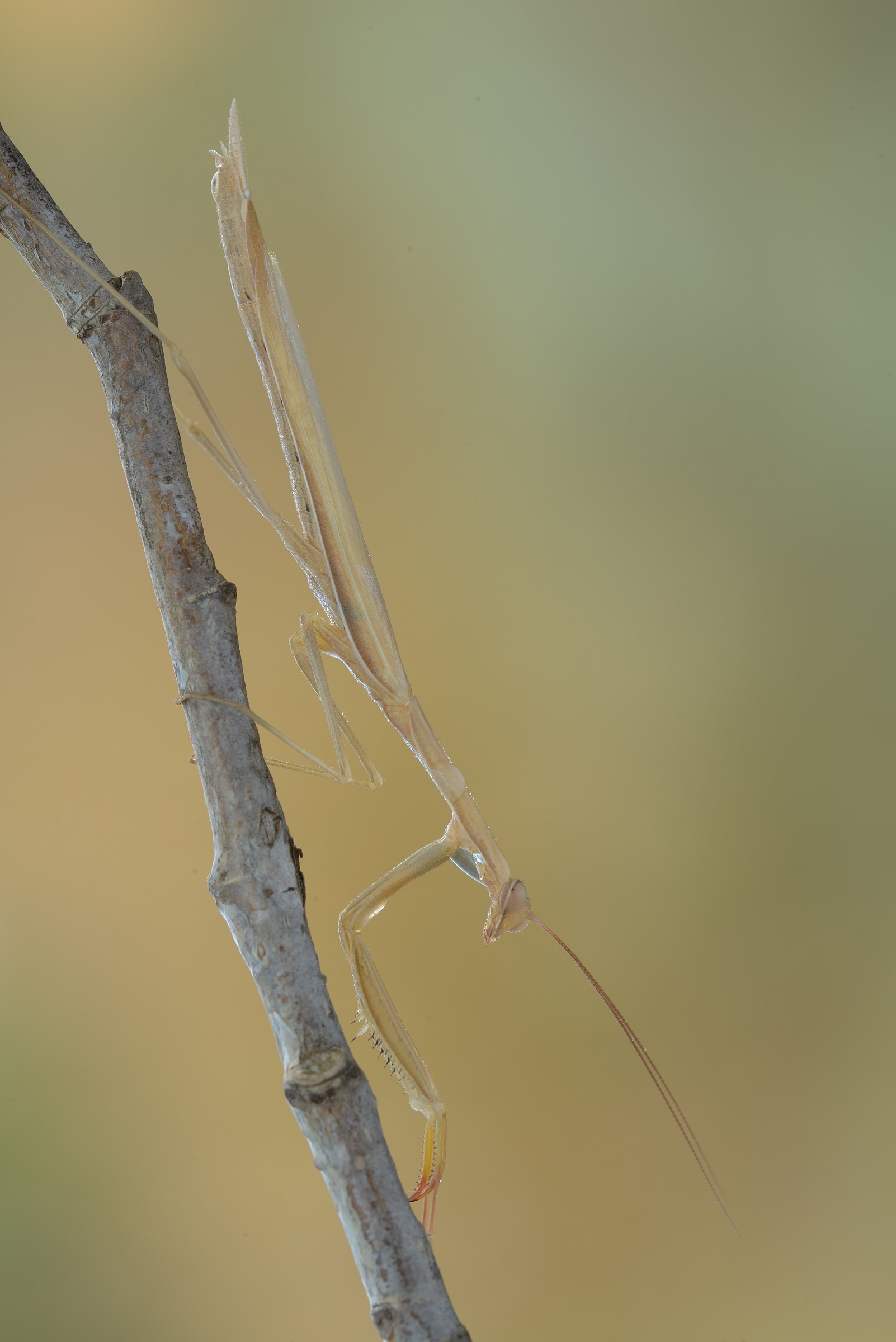 mantis religiosa