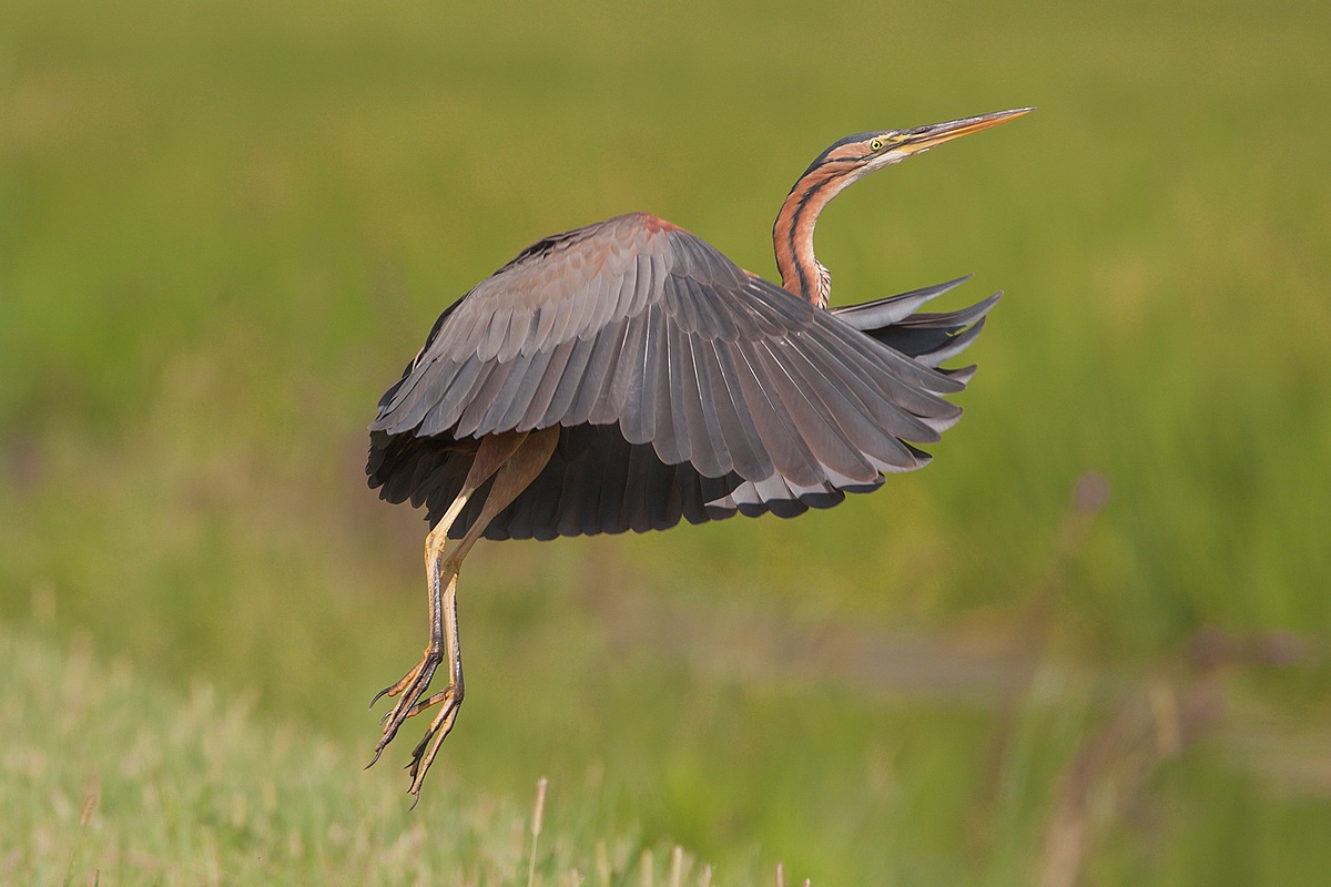 l'involo del rosso......
