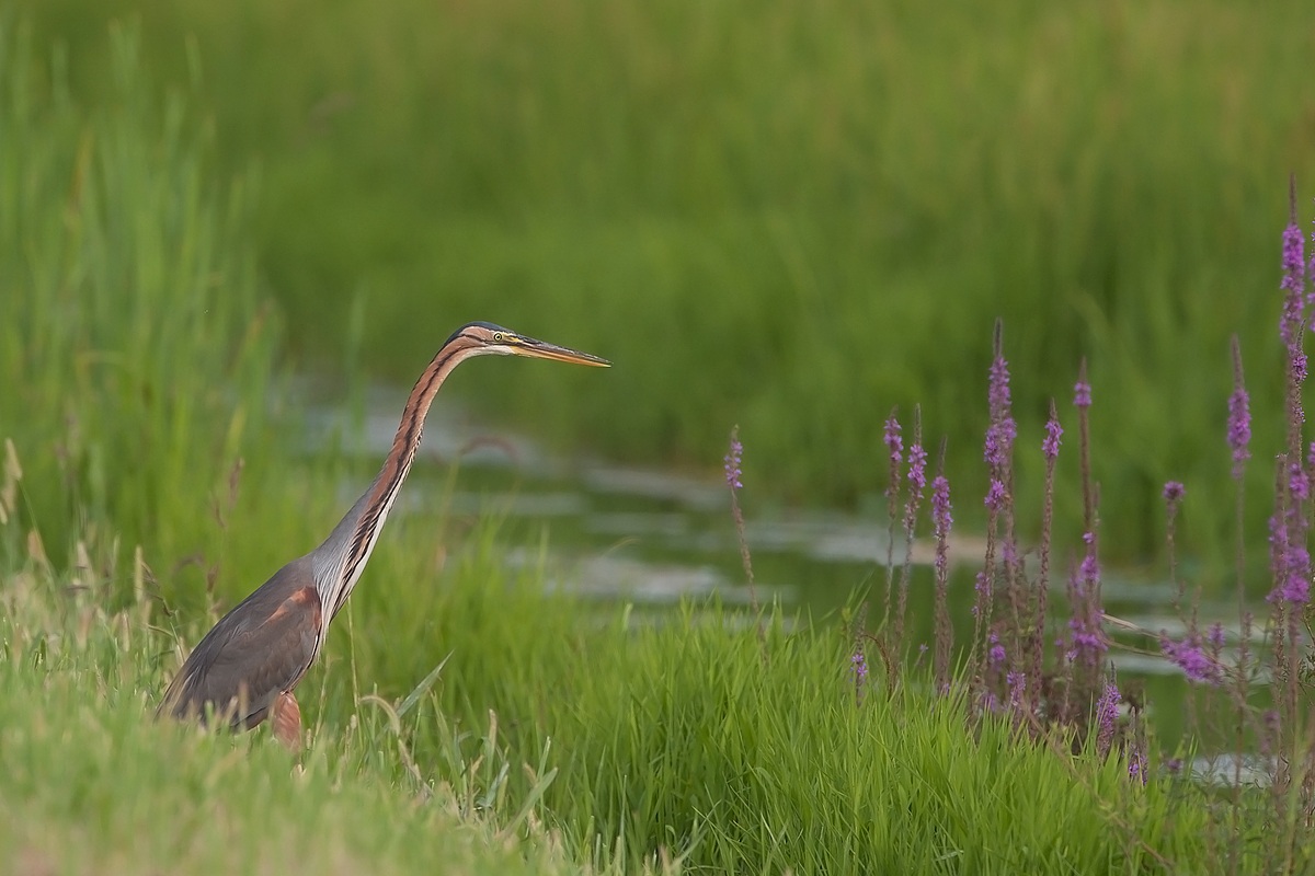 ardea purpurea.......