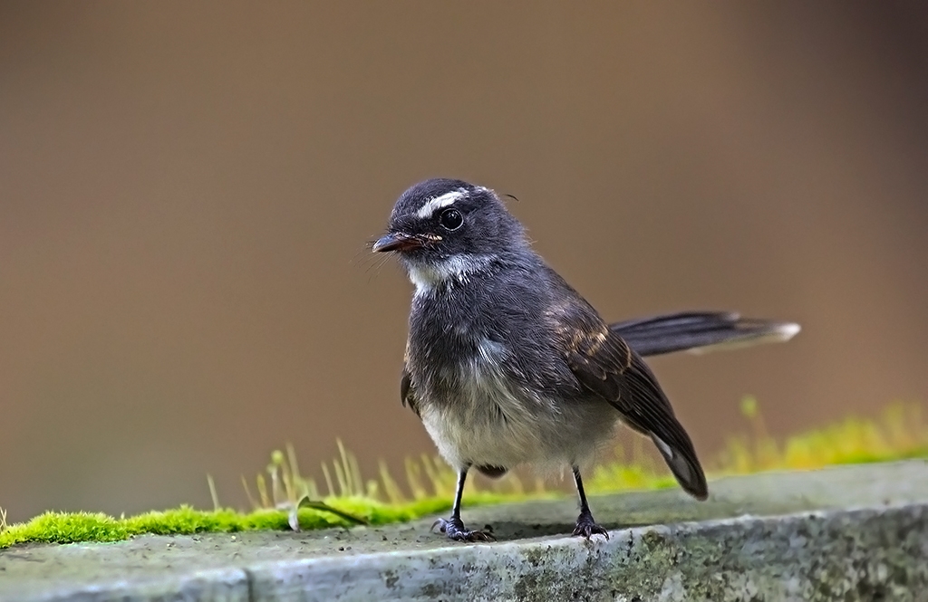Curious Juvenile: White-throated Fantail Flycatcher.