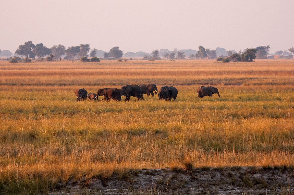 Elephants at Chobe