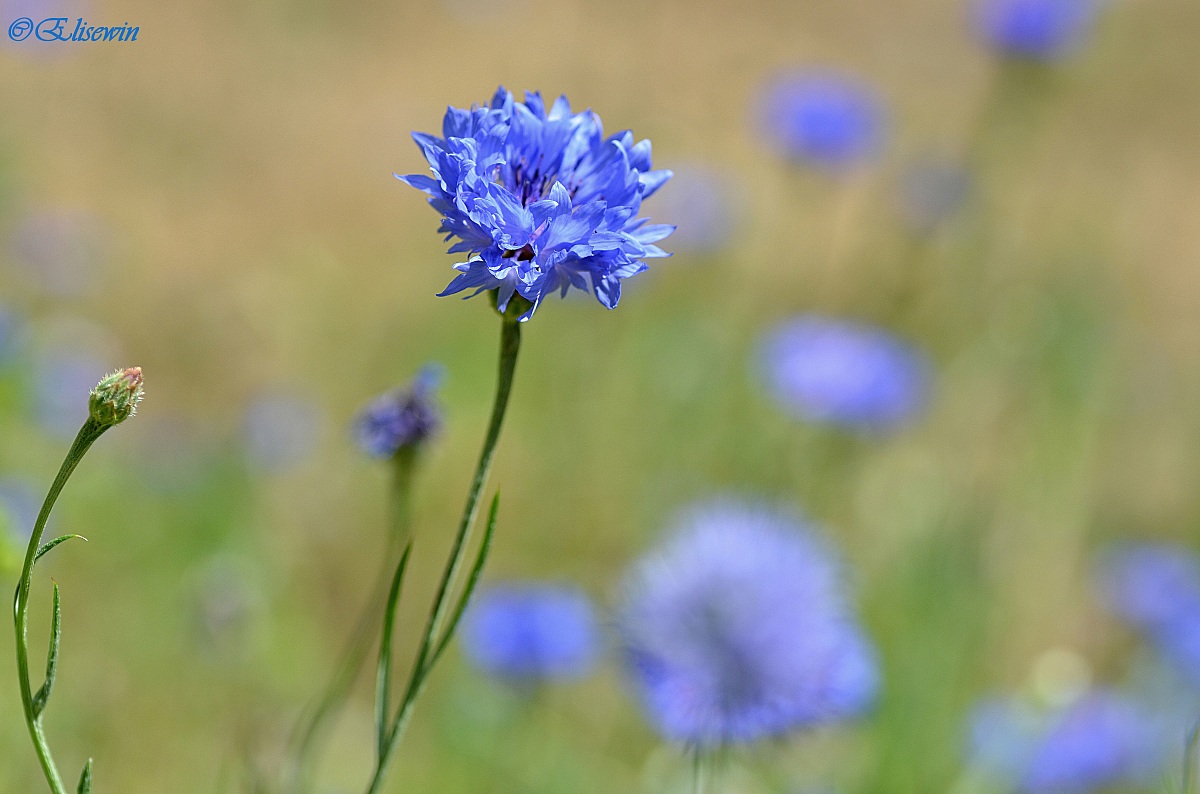 Happiness and lightness