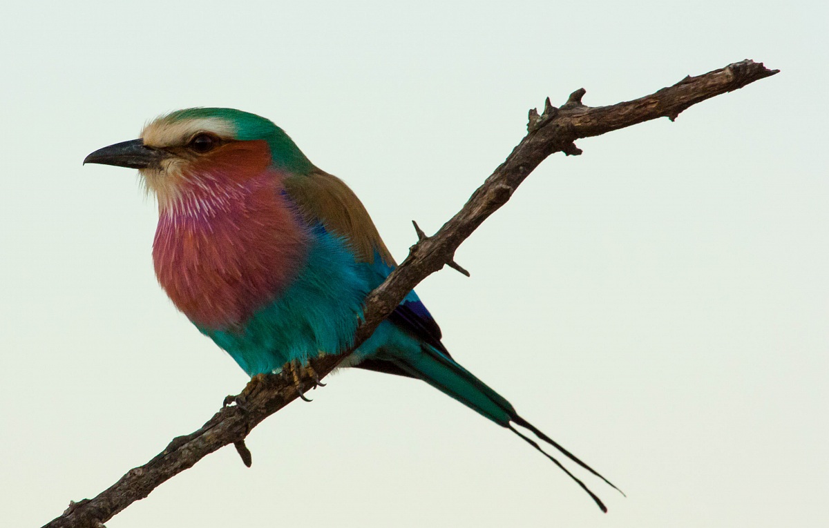 Rainbow bird 2 - Kruger Park