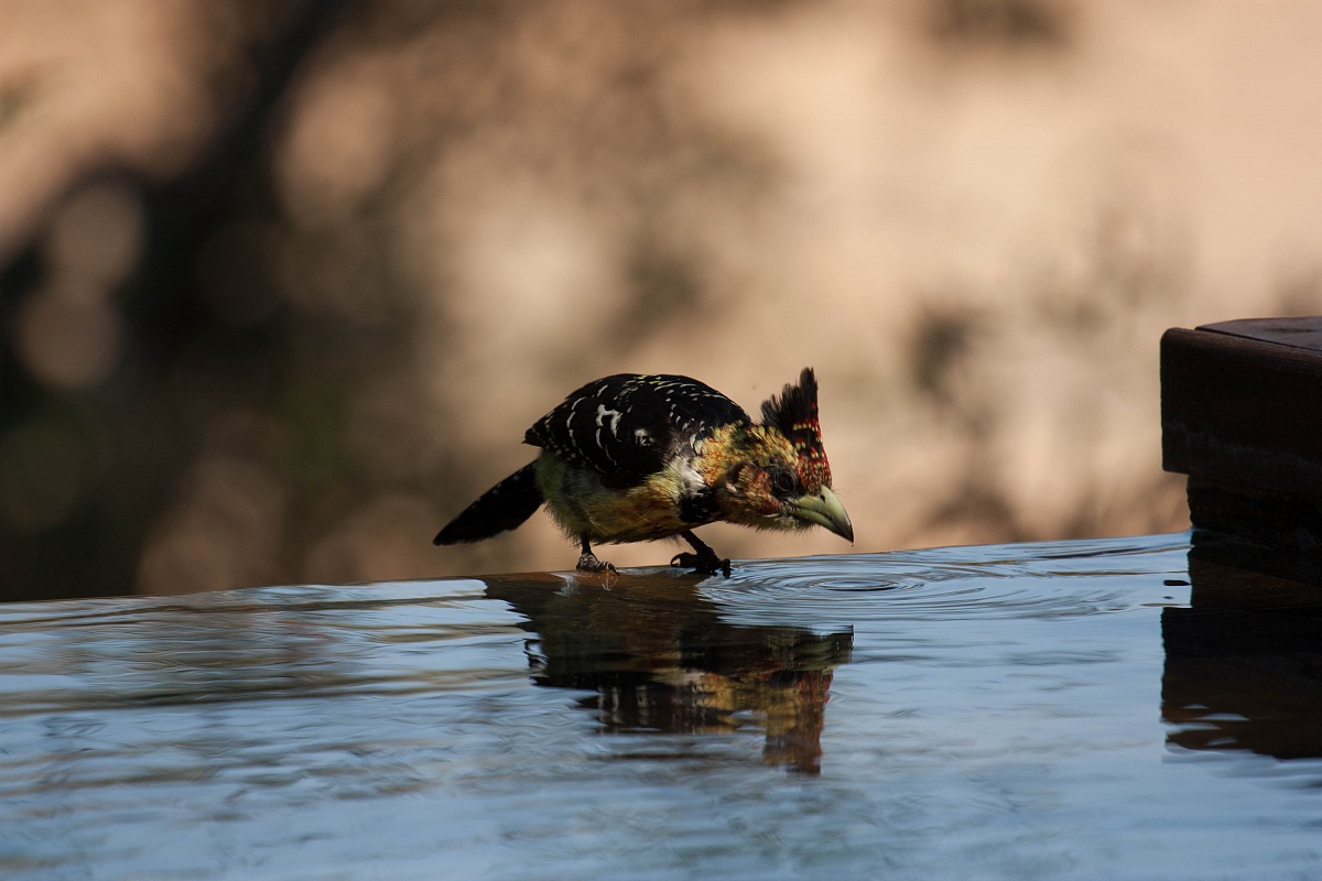 I'm so thirsty! - Kruger Park