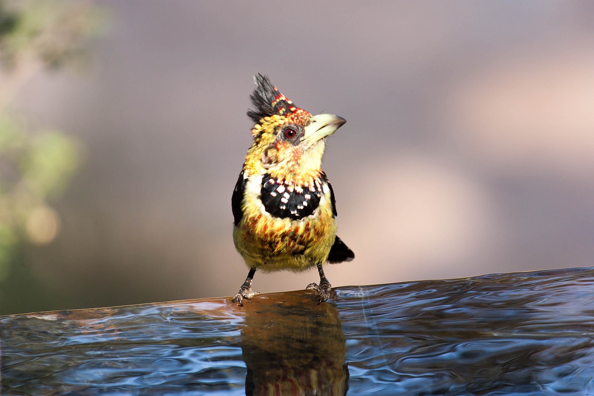 I'm so thirsty! 2 - Kruger Park