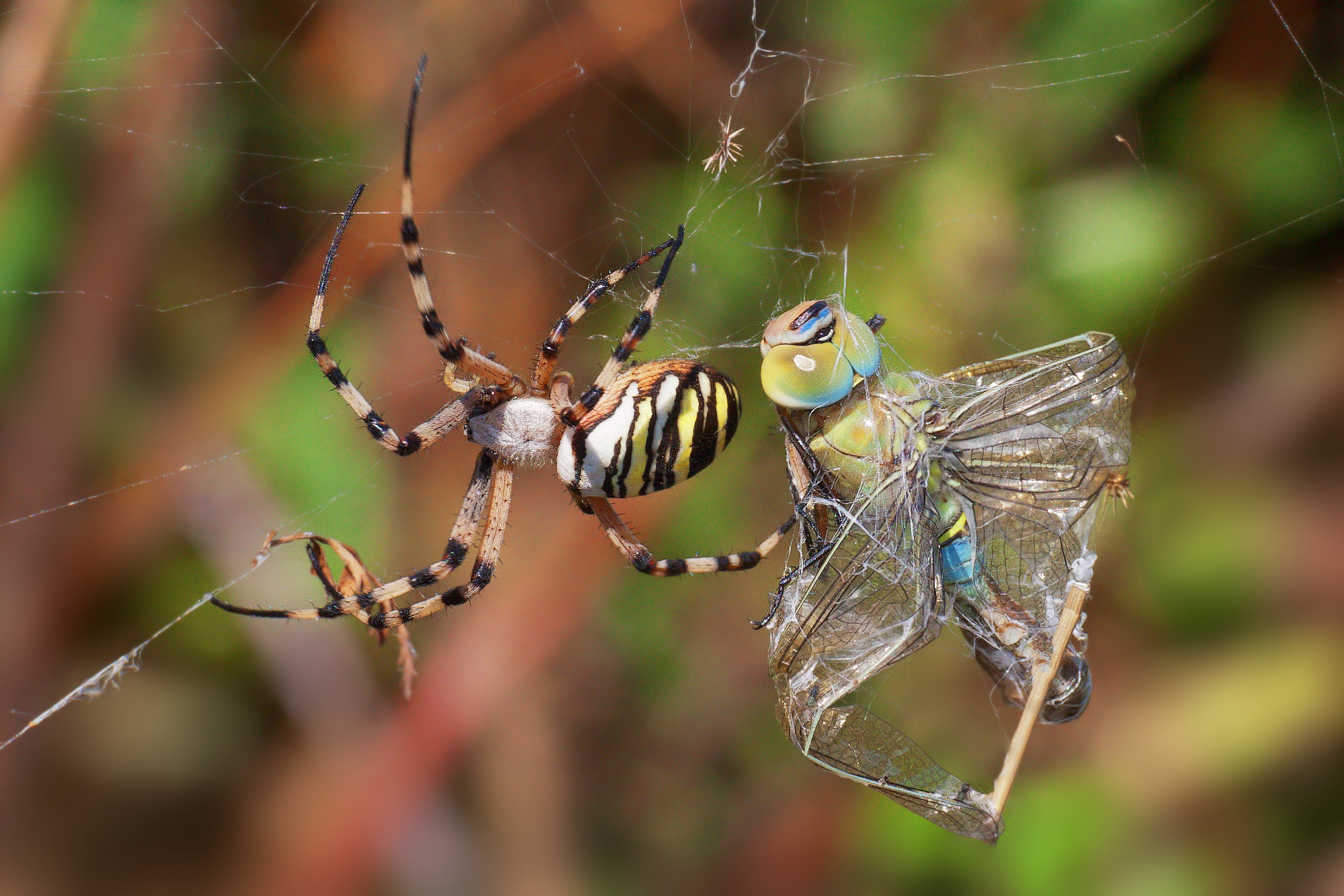 Argiope