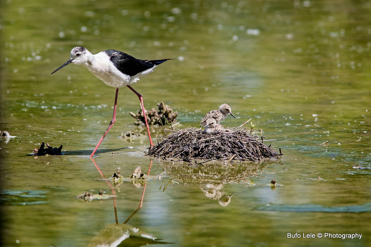 la famiglia del Cavaliere
