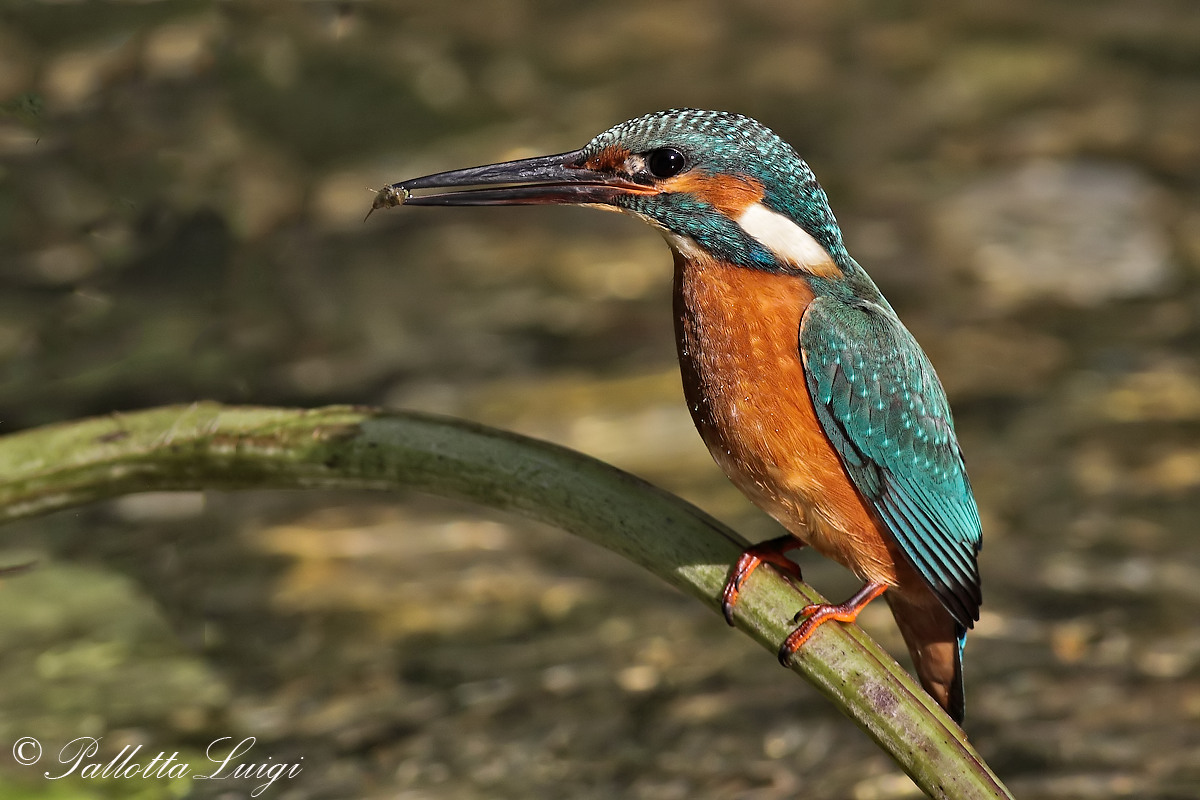 Martin pescatore(Alcedo atthis)