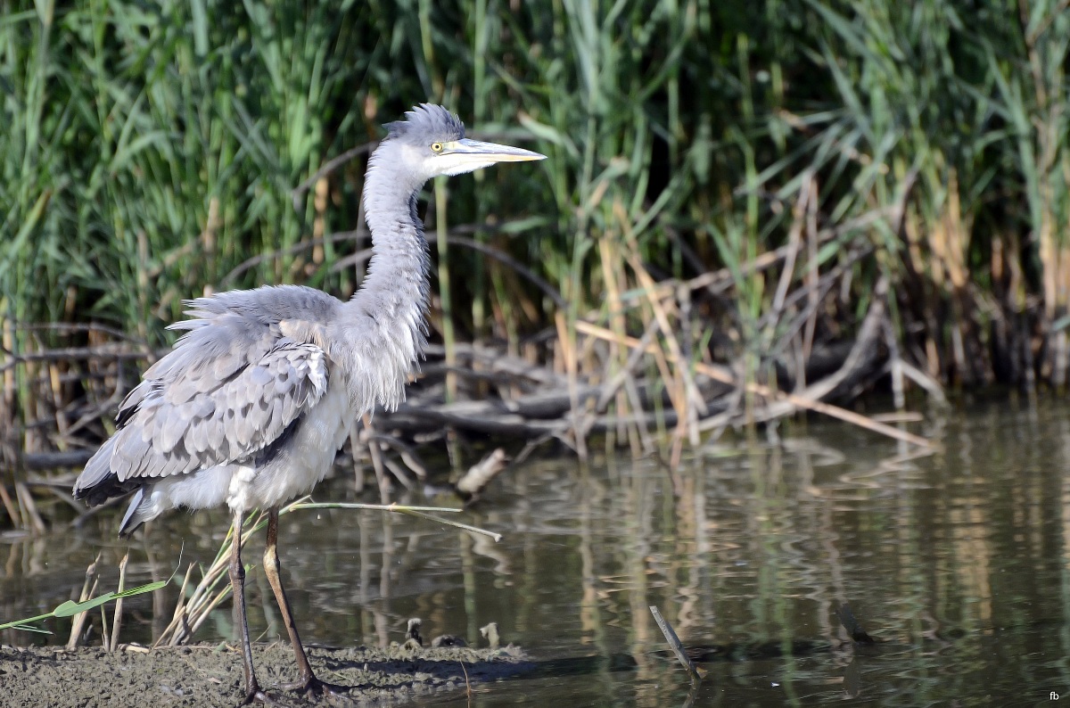 il cenerino arruffato