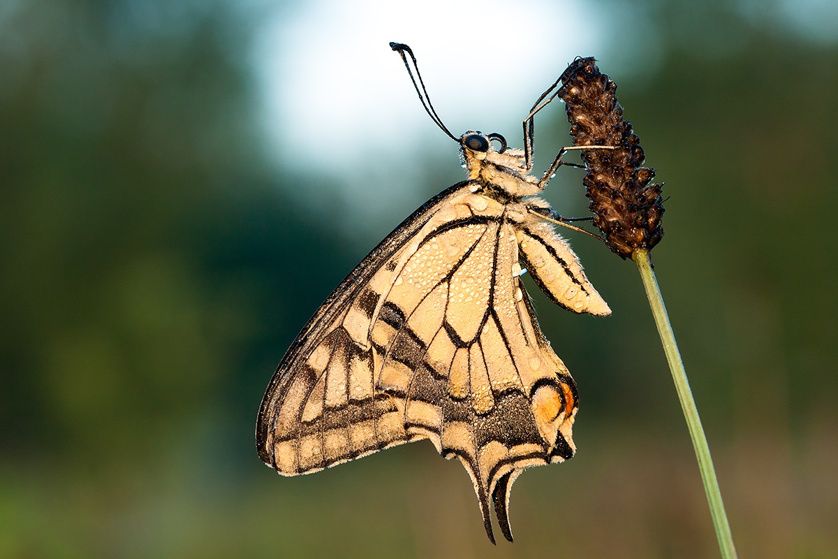 Papilio Machaon