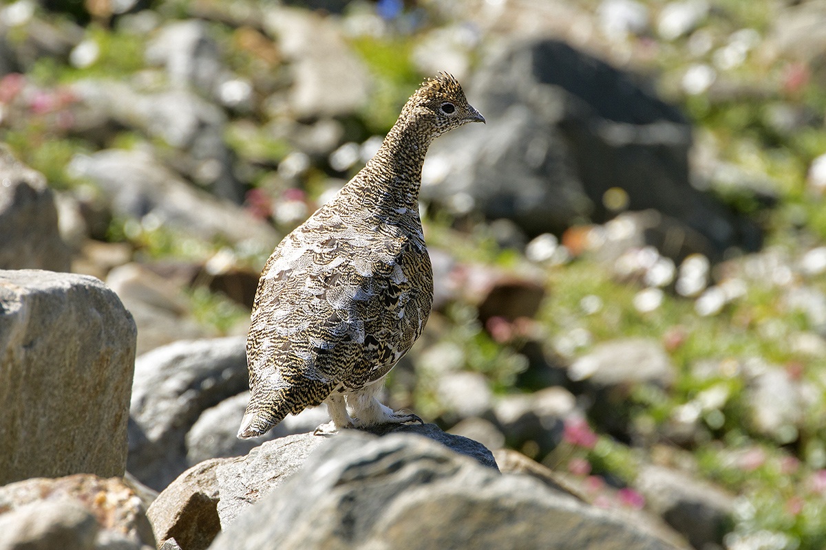 ptarmigan