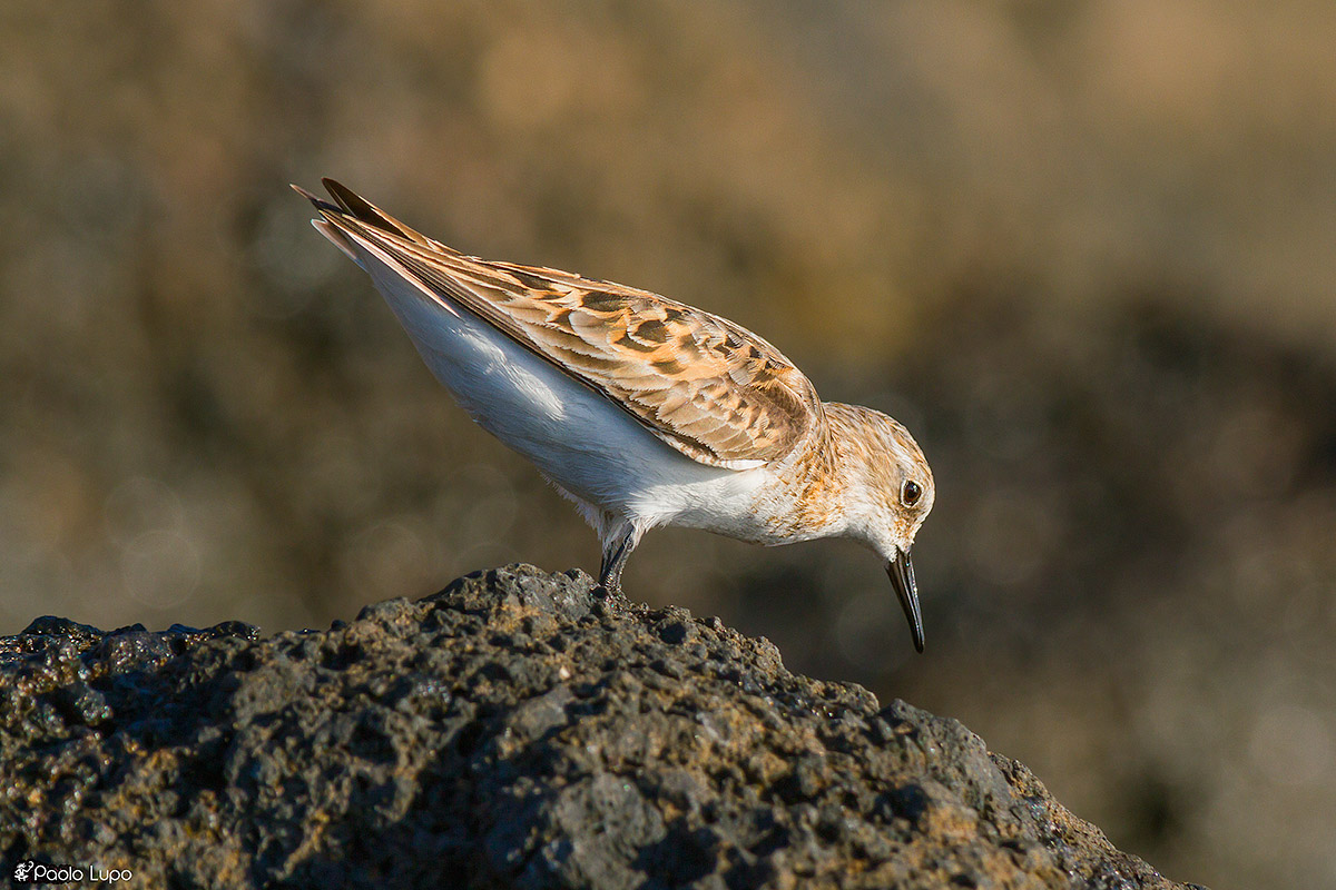 Little Stint portrait in Ustica