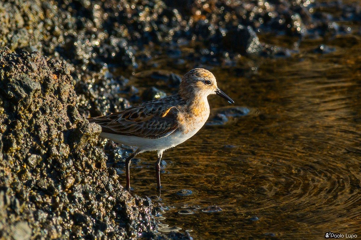 Gambecchio comune ritratto ad Ustica