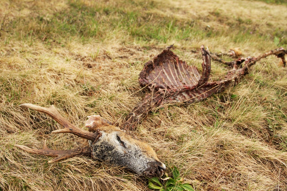 Still ... sometimes ruthless ...