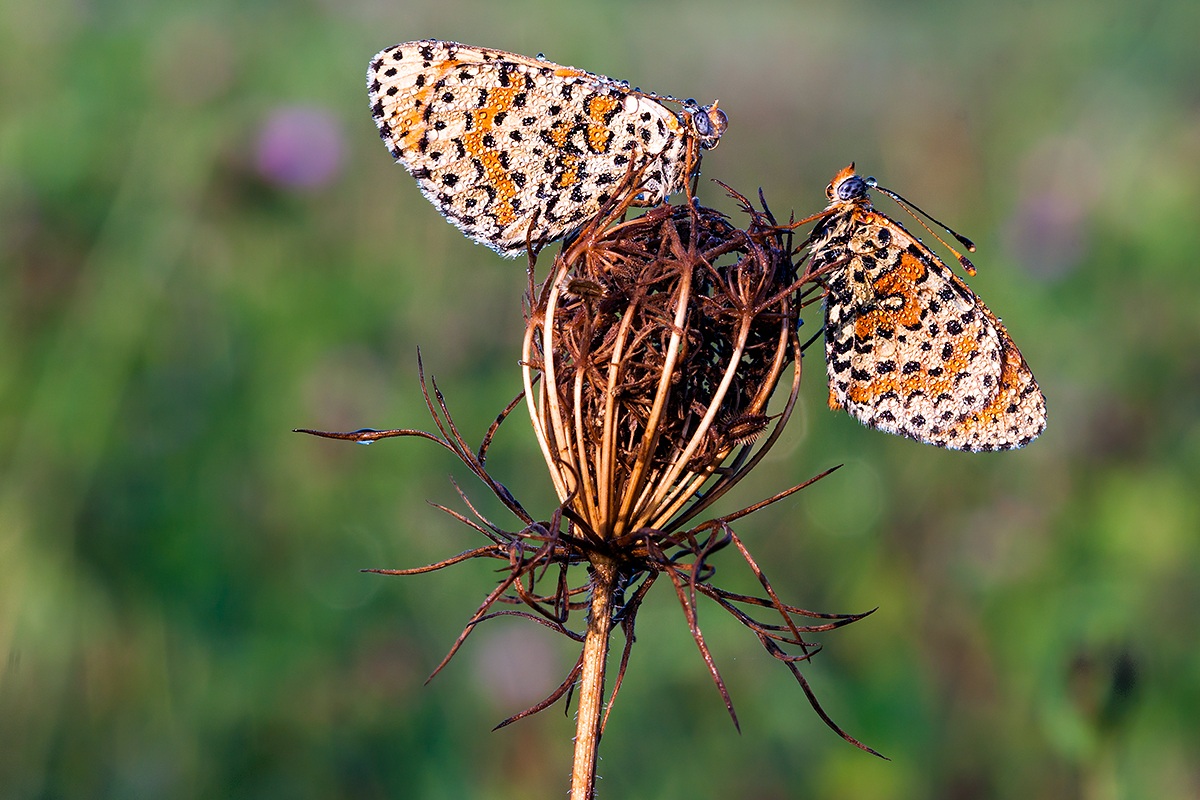 Melitaea Didyma
