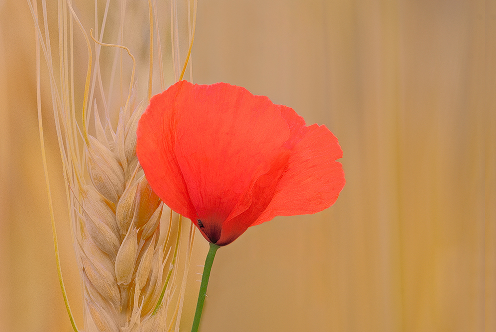 The colors of a field of wheat
