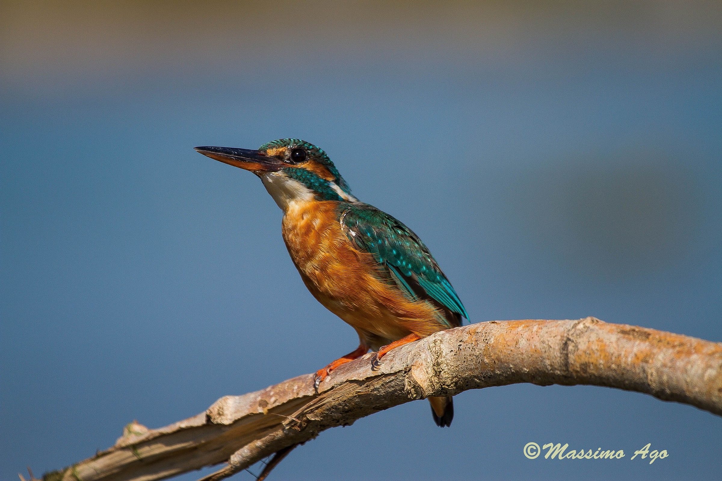 Martino ... sempre lui.