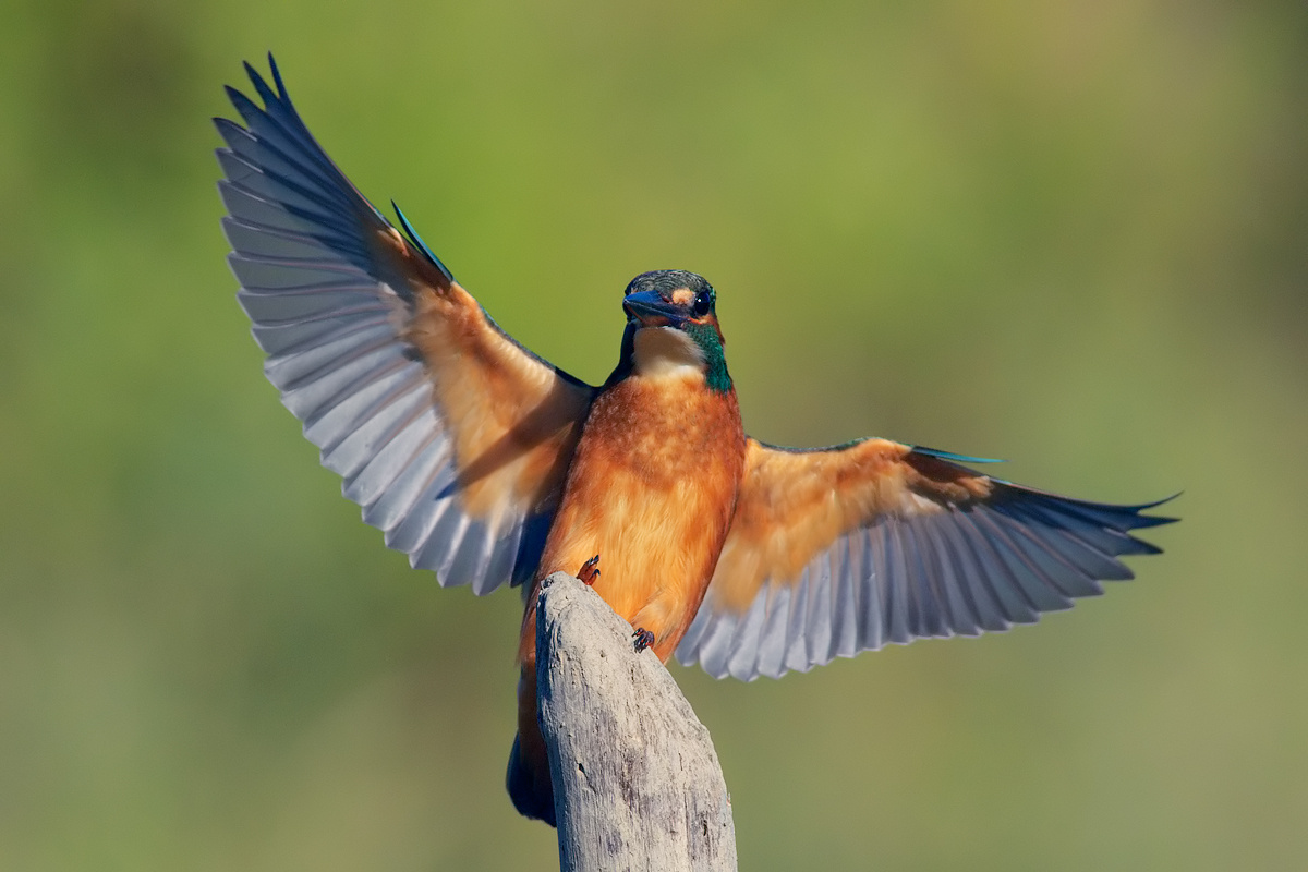 Martin pescatore (Alcedo atthis)