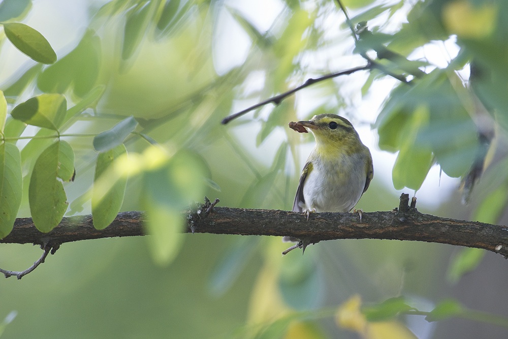 luì verde con preda