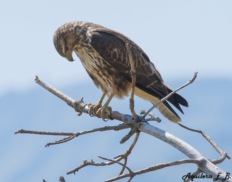 Poiana (Buteo buteo)