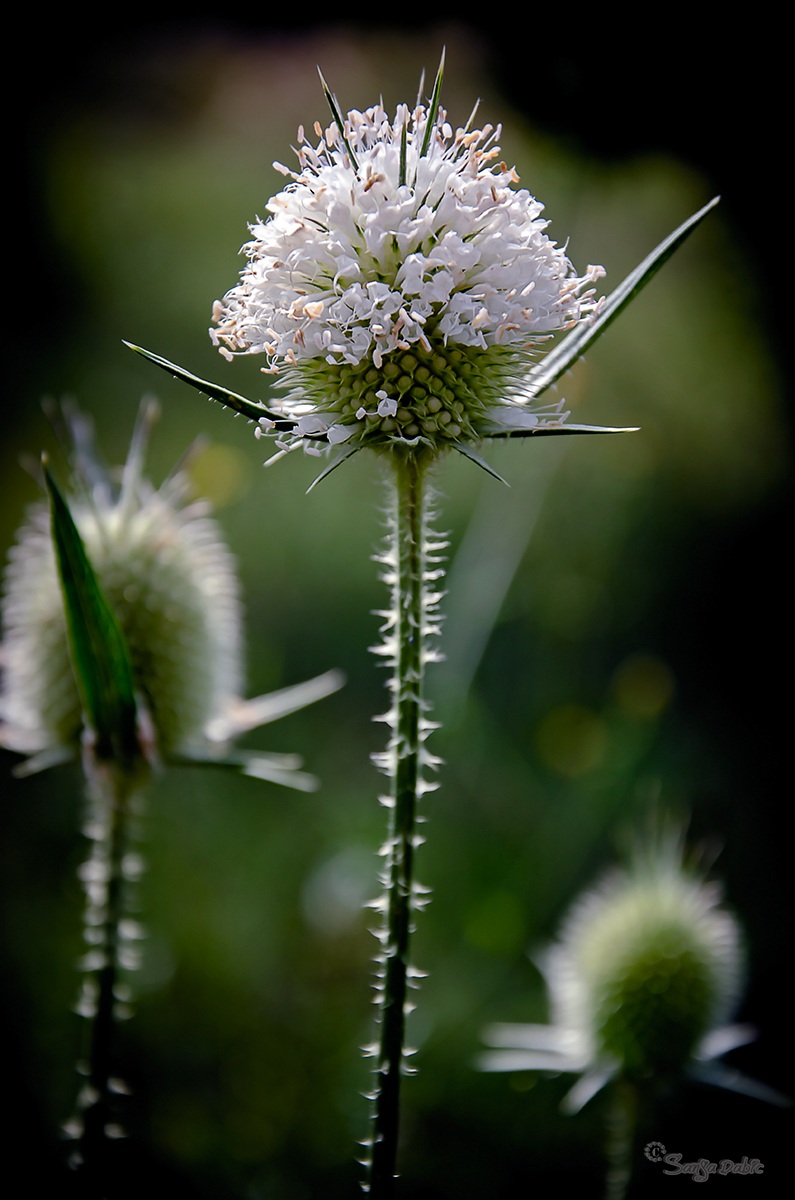 L'amore fa vedere i fiori, non le spine!!!