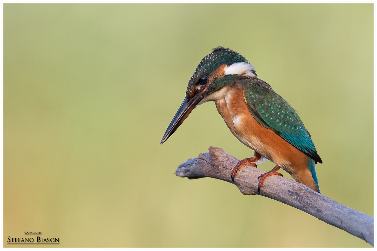 kingfisher