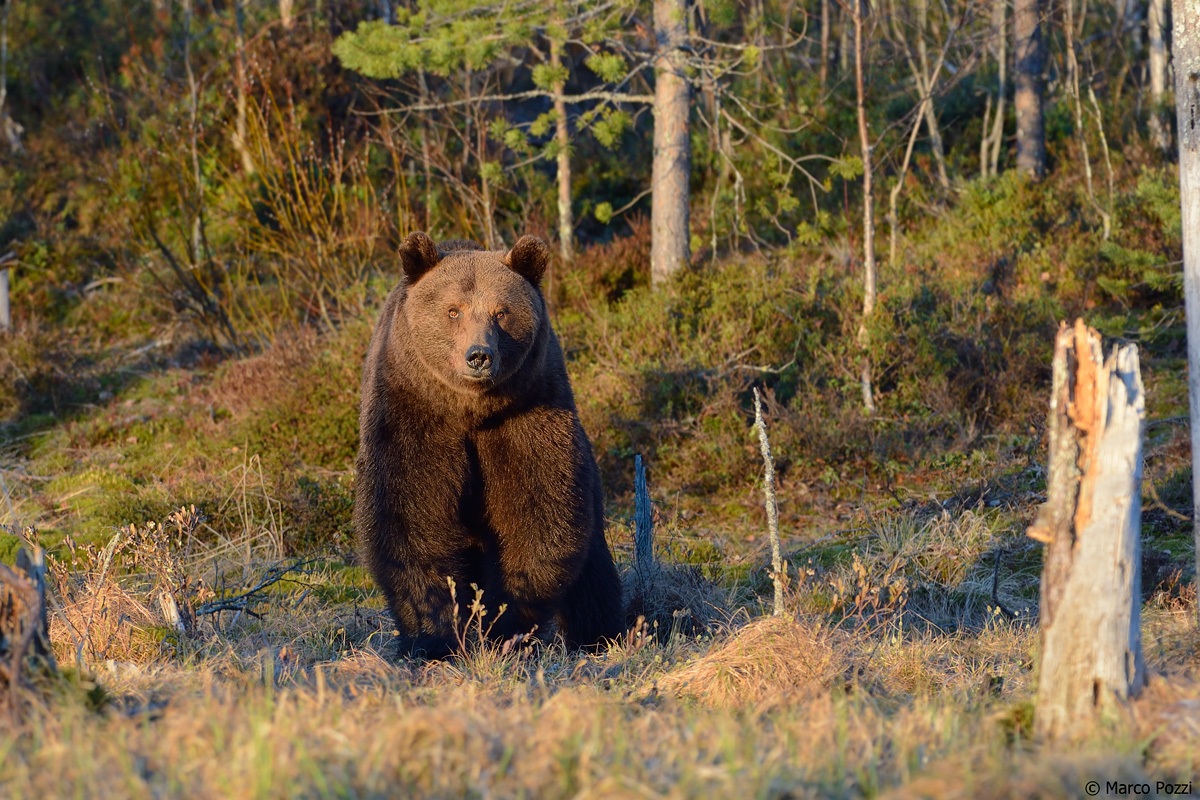 orso bruno