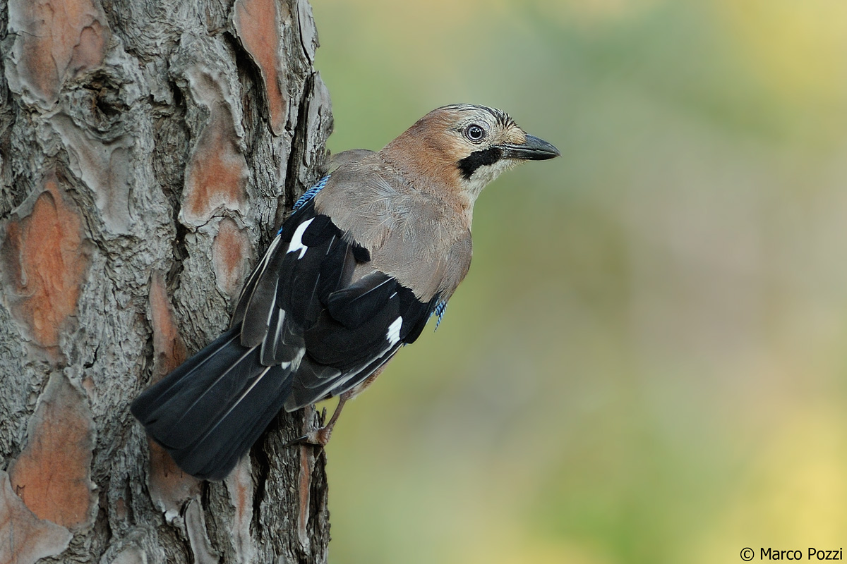 la ghiandaia che fa il picchio!