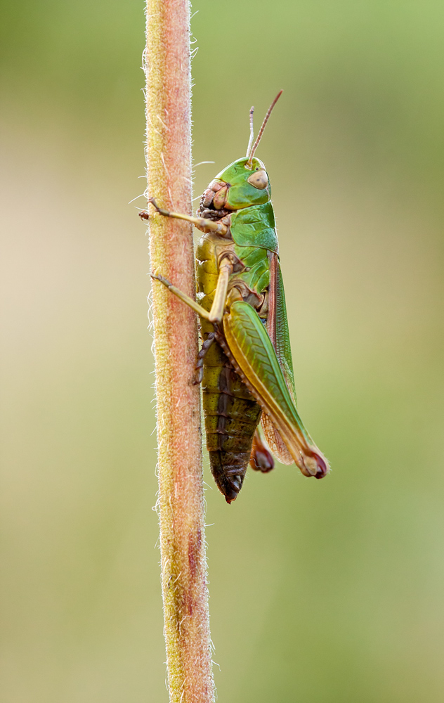 Comune Campo Grasshopper