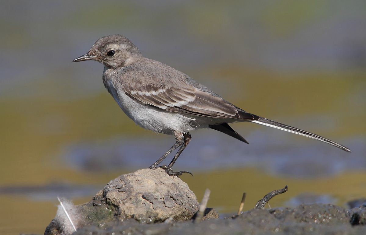 white wagtail