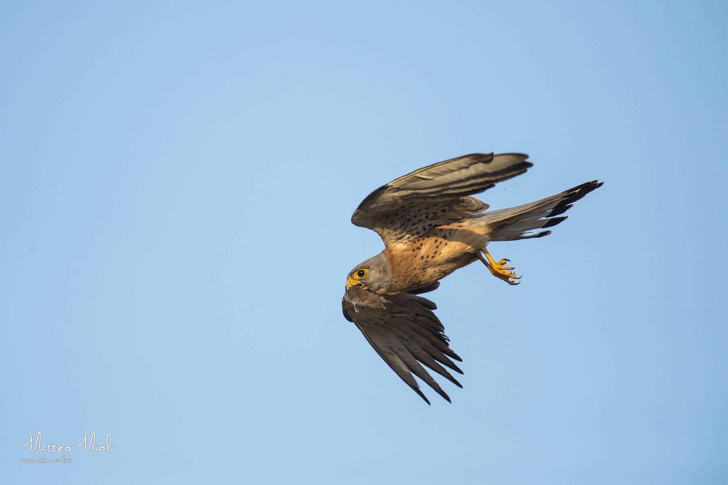 Kestrel male with prey