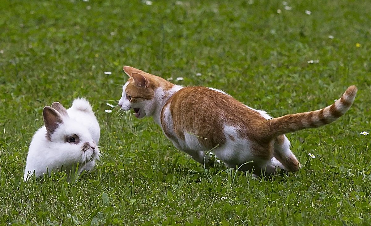 Coco attacks Leone (are playing)