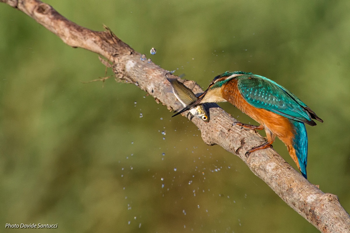 Kingfisher