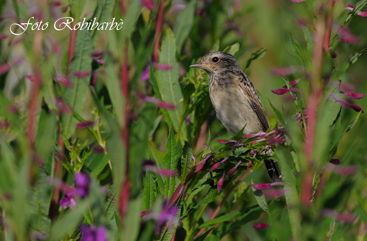 Stiaccino ...giovane...
