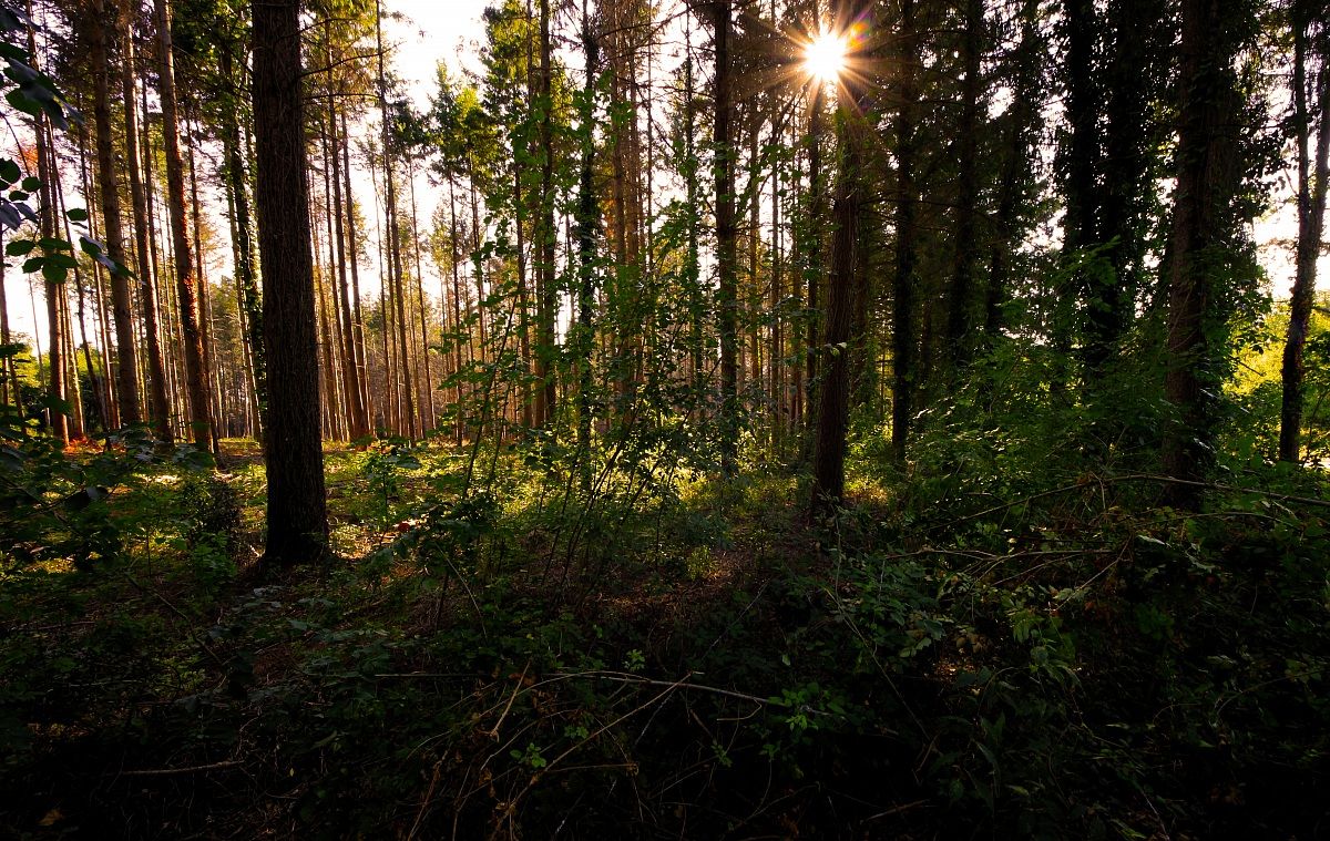 at the going down of the sun