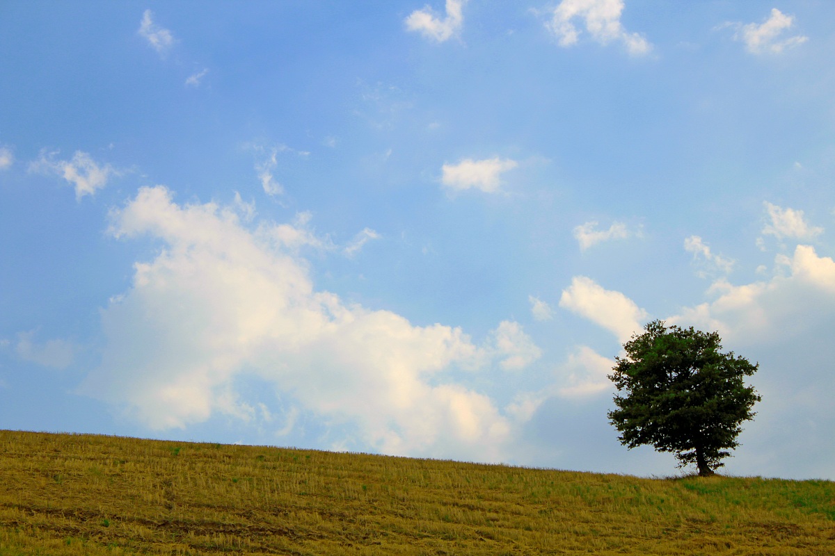 Serenità bucolica di una quercia