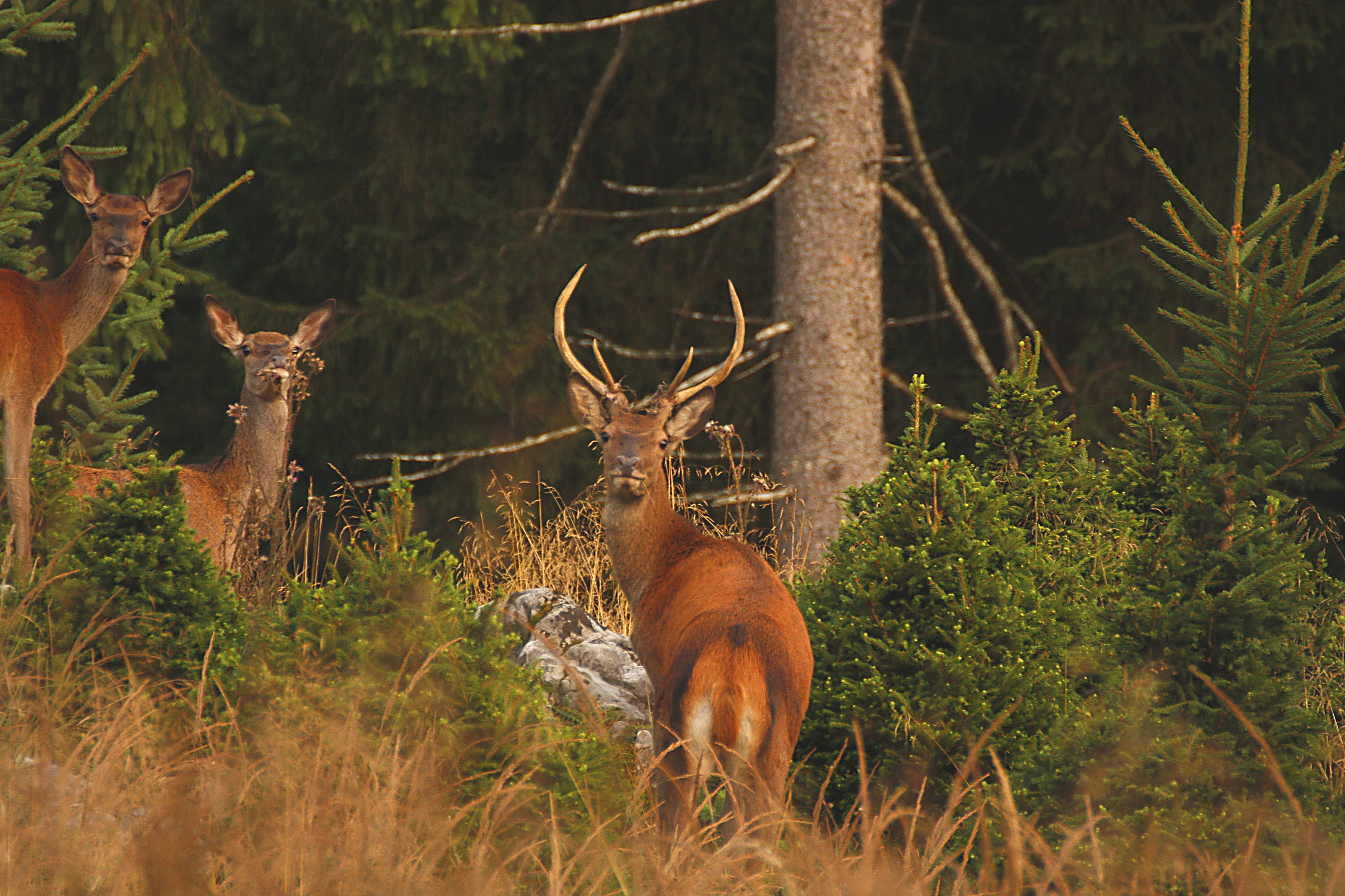 Primi cervi 2013(piana  del Cansiglio)