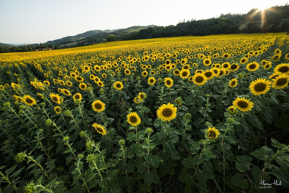Sunflowers