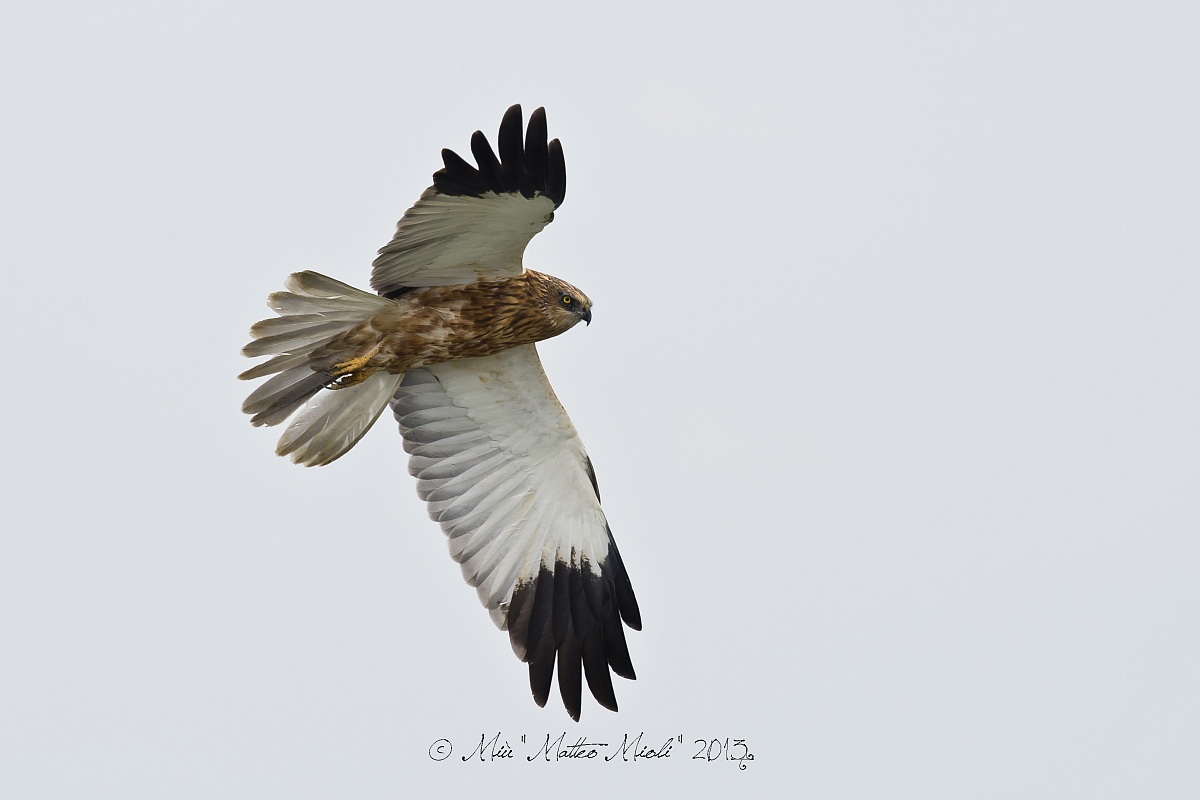 Buzzard