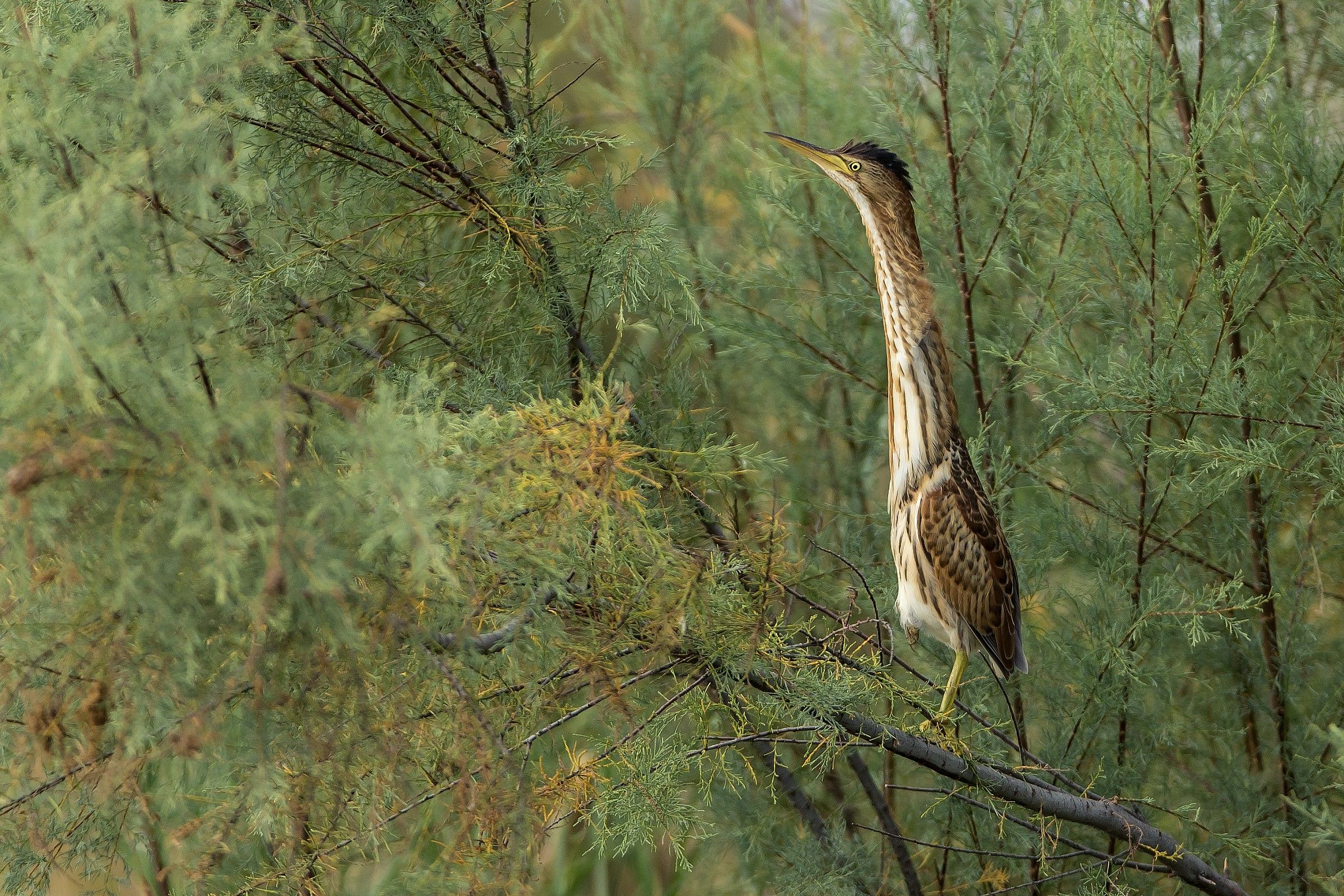 Tarabusino su Tamerici